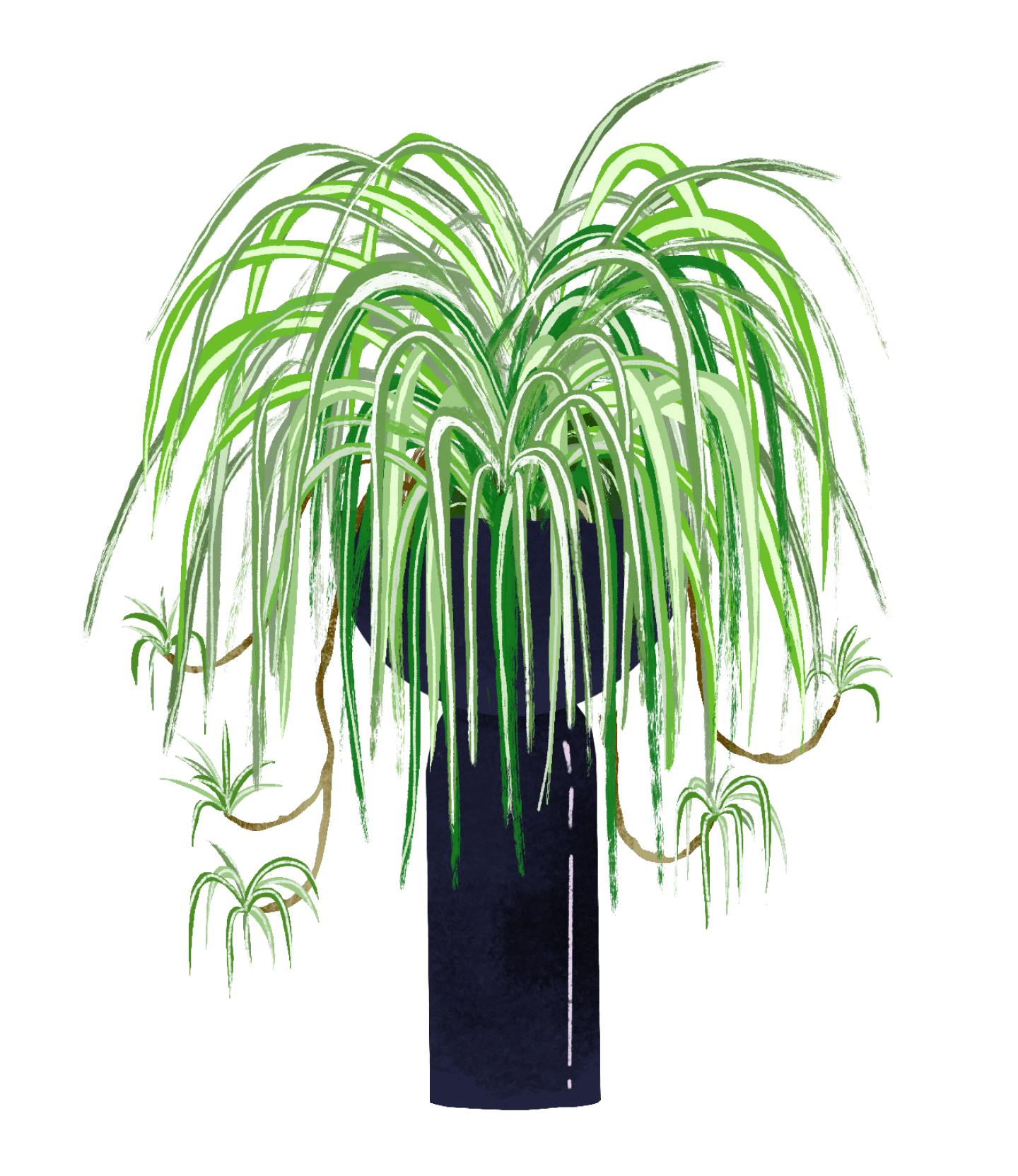 Spider Plant Plant Care Guide